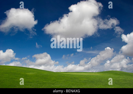 Schöne grüne Wiese mit einem großen blauen Himmel Stockfoto