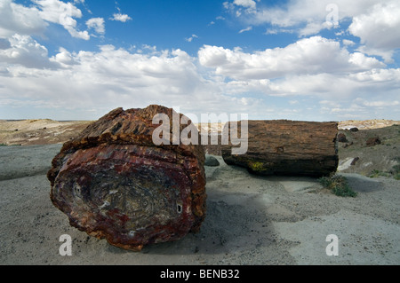 Querschnitt von versteinertem Holz zeigt bunte Kristallmuster, Painted Desert und Petrified Forest National Park, Arizona Stockfoto