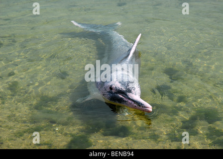 Indo-pazifischen Buckelwal Delphin oder rosa Delfin, Delphin-Lagune, Sentosa Island, Singapur Stockfoto