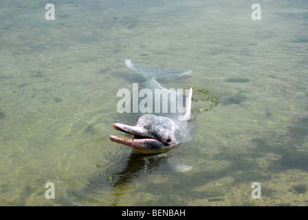 Indo-pazifischen Buckelwal Delphin oder rosa Delfin, Delphin-Lagune, Sentosa Island, Singapur Stockfoto