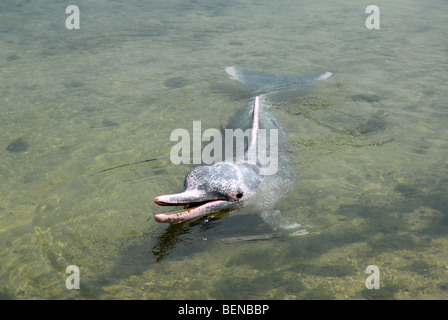 Indo-pazifischen Buckelwal Delphin oder rosa Delfin, Delphin-Lagune, Sentosa Island, Singapur Stockfoto