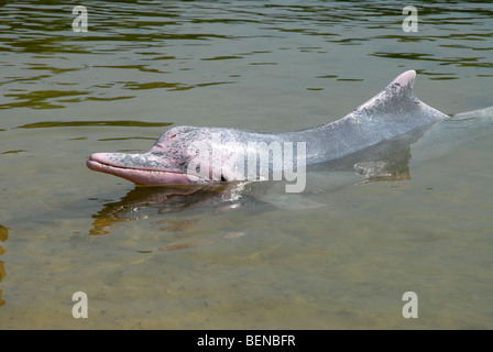 Indo-pazifischen Buckelwal Delphin oder rosa Delfin, Delphin-Lagune, Sentosa Island, Singapur Stockfoto