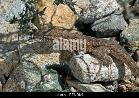 Gemeinsame Seite-blotched Eidechse (Uta Stansburiana) auf der Suche nach Schatten in der Sonoran Wüste, Arizona, North America, USA Stockfoto