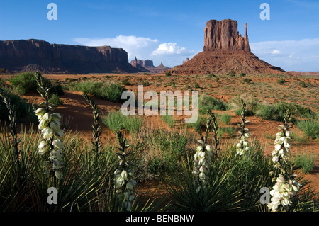 Soapweed Yucca (Yucca Glauca) vor die Fäustlinge, Sandstein Buttes an der Monument Valley Navajo Tribal Park, Arizona, USA Stockfoto