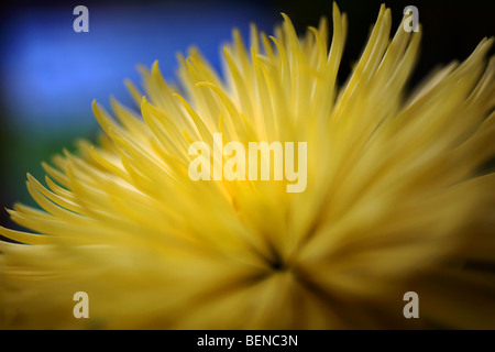 Dahlie-Ball-Dahlien blühen Blüte Pflanze Variablen Dahlie atmosphärischen stimmungsvolle Atmosphäre Stimmung Herbst Blume Herbst Herbstblumen Stockfoto