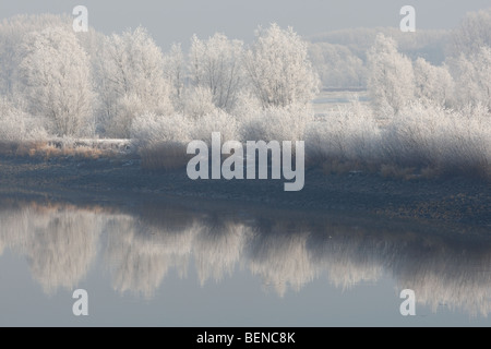 Reflexion von Schnee bedeckt Bäume entlang Fluss Schelde, Belgien Stockfoto