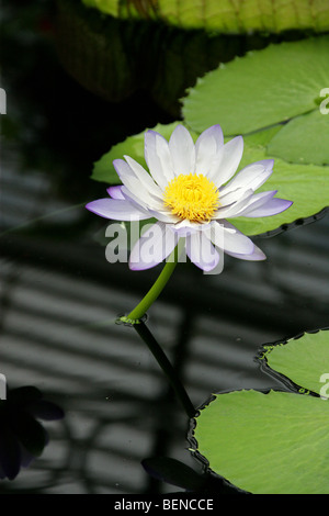 Australische Seerose, Nymphaea Gigantea, polaren, Australien Stockfoto