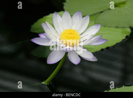 Australische Seerose, Nymphaea Gigantea, polaren, Australien Stockfoto