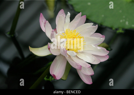 Australische Seerose, Nymphaea Gigantea var. Neorosea, polaren, Australien Stockfoto