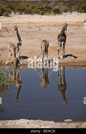 Giraffen, trinken aus einem Wasserloch im Etosha Nationalpark, Namibia, Afrika. Stockfoto