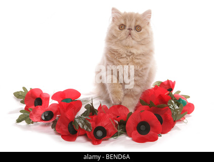 Perser Kätzchen Gedenktag Studioportrait Stockfoto