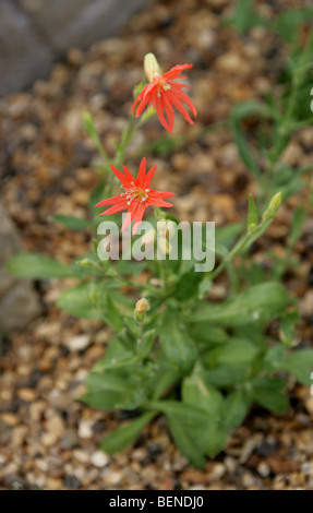 Indian Pink, mexikanische Campion oder Mexikanisch-Pink, Silene Laciniata, Caryophyllaceae, Mexiko und USA, Nordamerika Stockfoto