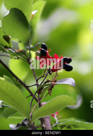 Afrikanische Mickey Mouse Pflanze aka afrikanischen Vögel Auge Busch, Ochna Mossambicensis, Ochnaceae, tropischen Ostafrika Stockfoto