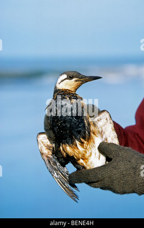Freiwillige Rettung Common Murre / gemeinsame Guillemot (Uria Aalge) Seevogel abgedeckt in Öl nach Öl verschütten entlang der Nordseeküste Stockfoto