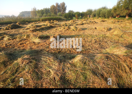 Naturpflege, drehen Heu in Hayfield im Naturschutzgebiet, Belgien Stockfoto