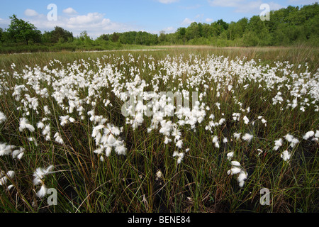 Gruppe von gemeinsamen Wollgras (Wollgras Angustifolium), Belgien Stockfoto