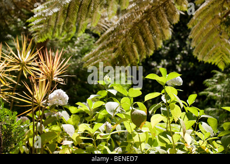 Tropische Palmen und Farnen in Monte Palace Gärten, Monte, Funchal, Madeira Stockfoto