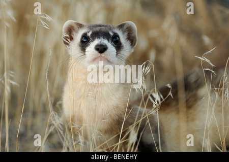 Stock Foto von ein wild Black – füßiges Frettchen in den Rasen, Schlange John, Utah. Stockfoto