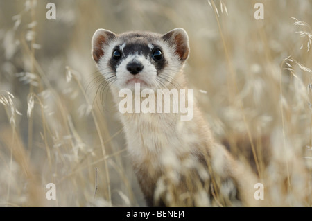 Stock Foto von ein wild Black – füßiges Frettchen in den Rasen, Schlange John, Utah. Stockfoto
