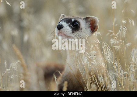 Stock Foto von ein wild Black – füßiges Frettchen in den Rasen, Schlange John, Utah. Stockfoto