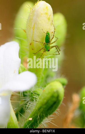 Grüne Lynx Spinne auf Bull-Brennnessel Stockfoto