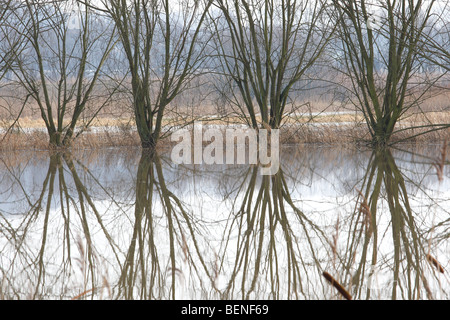 Spiegelbild der Bäume in der Ertrunkene Weideflächen, Langemeersen Naturschutzgebiet, Tal der Schelde, Belgien Stockfoto