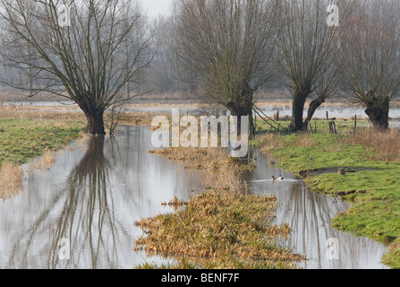 Spiegelbild der Bäume in der Ertrunkene Weideflächen, Langemeersen Naturschutzgebiet, Tal der Schelde, Belgien Stockfoto