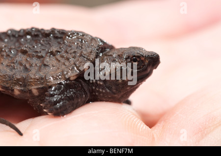 Baby-Schnappschildkröte. Stockfoto