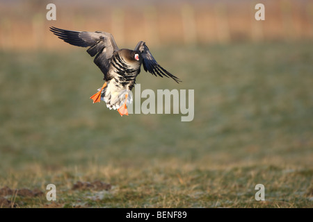 Größere weiße – Anser Gans (Anser Albifrons) Stockfoto