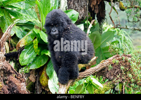 Baby Berggorillas (Gorilla Gorilla Beringei), Mitglied der Susa Gruppe, Parc National des Vulkane, Ruanda, Zentralafrika Stockfoto