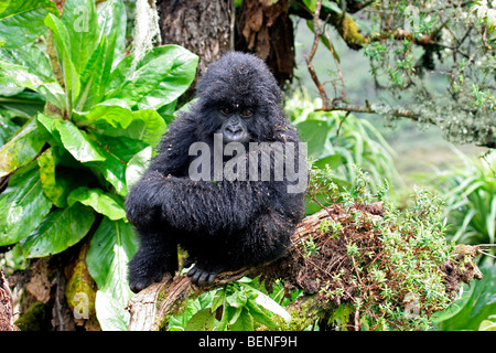 Young Berggorillas (Gorilla Gorilla Beringei), Mitglied der Susa Gruppe, Parc National des Vulkane, Ruanda, Zentralafrika Stockfoto