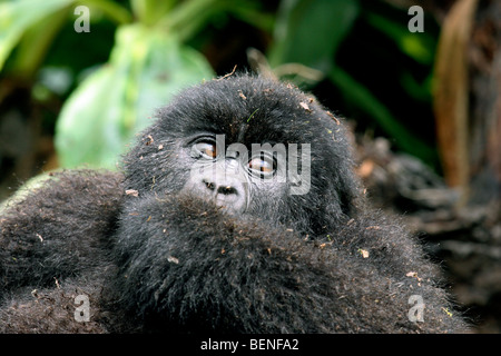 Young Berggorillas (Gorilla Gorilla Beringei), Mitglied der Susa Gruppe, Parc National des Vulkane, Ruanda, Zentralafrika Stockfoto