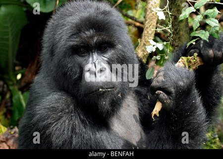 Männliche Berggorillas (Gorilla Gorilla Beringei), Mitglied der Susa Gruppe, Parc National des Vulkane, Ruanda, Zentralafrika Stockfoto