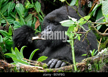 Männliche Berggorillas (Gorilla Gorilla Beringei), Mitglied der Susa Gruppe, Parc National des Vulkane, Ruanda, Zentralafrika Stockfoto