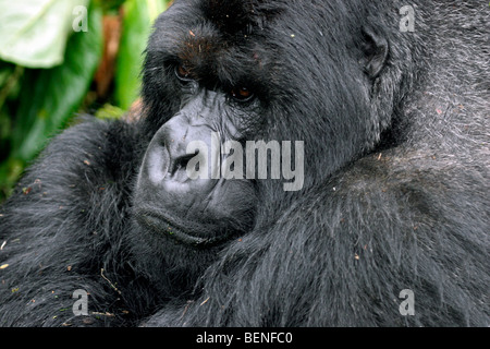 Männliche Berggorillas (Gorilla Gorilla Beringei), Mitglied der Susa Gruppe, Parc National des Vulkane, Ruanda, Zentralafrika Stockfoto