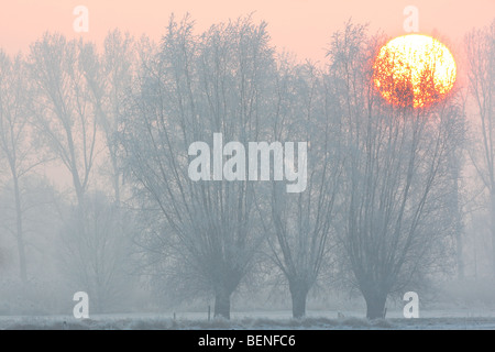 Pollard Weiden (Salix Sp.) im Schnee bei Sonnenaufgang, Belgien Stockfoto