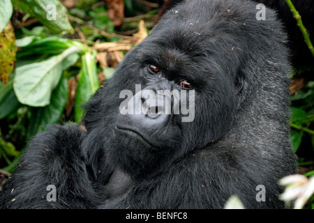 Männliche Berggorillas (Gorilla Gorilla Beringei), Mitglied der Susa Gruppe, Parc National des Vulkane, Ruanda, Zentralafrika Stockfoto