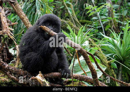 Baby Berggorillas (Gorilla Gorilla Beringei), Mitglied der Susa Gruppe, Parc National des Vulkane, Ruanda, Zentralafrika Stockfoto