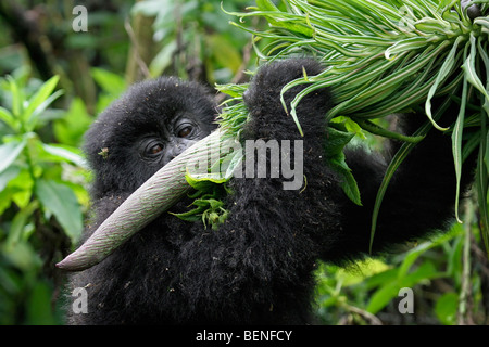 Young Berggorillas (Gorilla Gorilla Beringei), Mitglied der Susa Gruppe, Parc National des Vulkane, Ruanda, Zentralafrika Stockfoto