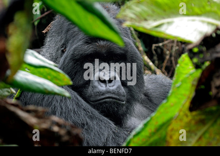 Männliche Berggorillas (Gorilla Gorilla Beringei), Mitglied der Susa Gruppe, Parc National des Vulkane, Ruanda, Zentralafrika Stockfoto