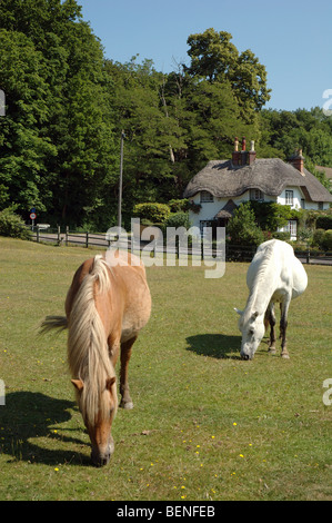 New Forest Ponys grasen am Schwan grün, Lyndhurst, Hampshire, England, UK Stockfoto