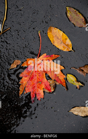 Bunter Herbst Blätter. Stockfoto
