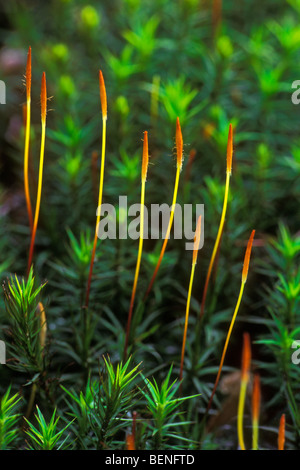 Kapseln von Moos Stockfoto