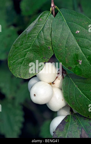 Blätter und weiße Beeren des gemeinsamen Snowberry (Symphoricarpos Racemosus / Symphoricarpos Albus) Stockfoto