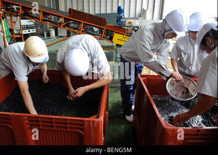 Herstellung von Wein am Chateau Mercian Katsunuma, Yamanashi-Präfektur, Japan, 12. Oktober 2009. Stockfoto