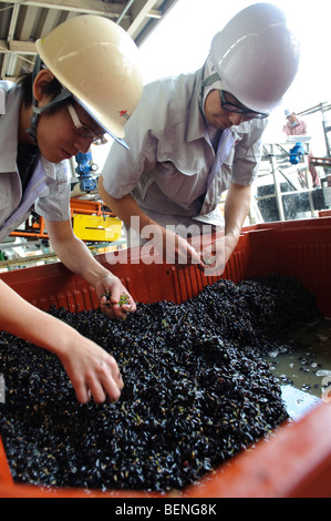 Herstellung von Wein am Chateau Mercian Katsunuma, Yamanashi-Präfektur, Japan, 12. Oktober 2009. Stockfoto