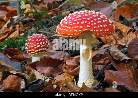 Pilz Fliegenpilz (Amanita Muscaria) und Taste unter Buche Blättern im herbstlichen Wald Stockfoto