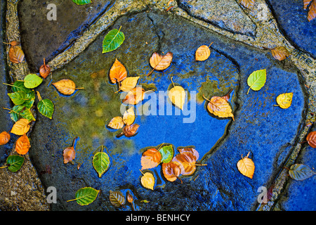 Birke Blätter in Regen Pfütze auf Pennsylvania Blaustein Terrasse Stockfoto