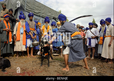 Nihangs in Anandpur Sahib Punjab Indien Stockfoto