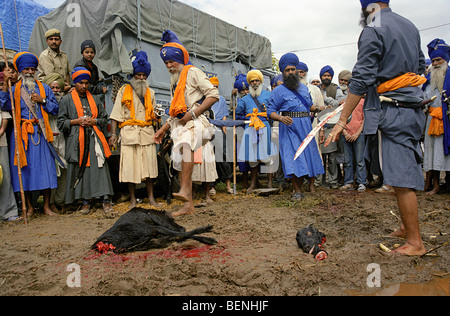 Nihangs in Anandpur Sahib Punjab Indien Stockfoto